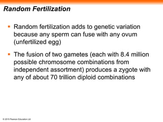 © 2015 Pearson Education Ltd
Random Fertilization
 Random fertilization adds to genetic variation
because any sperm can fuse with any ovum
(unfertilized egg)
 The fusion of two gametes (each with 8.4 million
possible chromosome combinations from
independent assortment) produces a zygote with
any of about 70 trillion diploid combinations
 