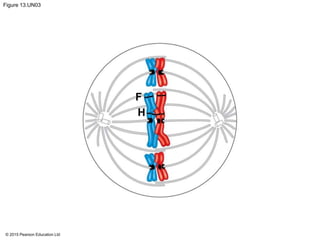 © 2015 Pearson Education Ltd
Figure 13.UN03
F
H
 