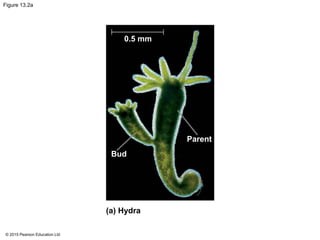 © 2015 Pearson Education Ltd
Figure 13.2a
0.5 mm
Bud
Parent
(a) Hydra
 