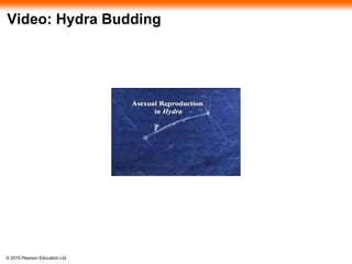 © 2015 Pearson Education Ltd
Video: Hydra Budding
 