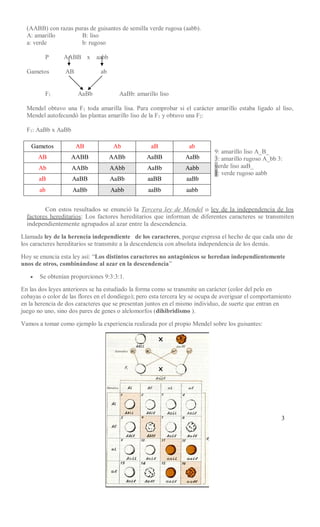 3
(AABB) con razas puras de guisantes de semilla verde rugosa (aabb).
A: amarillo B: liso
a: verde b: rugoso
P AABB x aabb
Gametos AB ab
F1 AaBb AaBb: amarillo liso
Mendel obtuvo una F1 toda amarilla lisa. Para comprobar si el carácter amarillo estaba ligado al liso,
Mendel autofecundó las plantas amarillo liso de la F1 y obtuvo una F2:
F1: AaBb x AaBb
9: amarillo liso A_B_
3: amarillo rugoso A_bb 3:
verde liso aaB_
1: verde rugoso aabb
Con estos resultados se enunció la Tercera ley de Mendel o ley de la independencia de los
factores hereditarios: Los factores hereditarios que informan de diferentes caracteres se transmiten
independientemente agrupados al azar entre la descendencia.
Llamada ley de la herencia independiente de los caracteres, porque expresa el hecho de que cada uno de
los caracteres hereditarios se transmite a la descendencia con absoluta independencia de los demás.
Hoy se enuncia esta ley así: “Los distintos caracteres no antagónicos se heredan independientemente
unos de otros, combinándose al azar en la descendencia”
 Se obtenían proporciones 9:3:3:1.
En las dos leyes anteriores se ha estudiado la forma como se transmite un carácter (color del pelo en
cobayas o color de las flores en el dondiego); pero esta tercera ley se ocupa de averiguar el comportamiento
en la herencia de dos caracteres que se presentan juntos en el mismo individuo, de suerte que entran en
juego no uno, sino dos pares de genes o alelomorfos (dihibridismo ).
Vamos a tomar como ejemplo la experiencia realizada por el propio Mendel sobre los guisantes:
Gametos AB Ab aB ab
AB AABB AABb AaBB AaBb
Ab AABb AAbb AaBb Aabb
aB AaBB AaBb aaBB aaBb
ab AaBb Aabb aaBb aabb
 