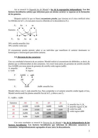 3
Así se enunció la Segunda ley de Mendel o ley de la segregación independiente: Los dos
factores hereditarios (alelos) que informan para un mismo carácter se separan en la formación
de los gametos.
Después realizó lo que se llama cruzamiento prueba, que consiste en el cruce artificial entre
los híbridos de la F1 y la raza pura recesiva obtenida en la descendencia (F2).
F2 Aa x aa
Gametos A a a a
F3 Aa Aa aa aa
50% semilla amarilla (Aa)
50% semilla verde (aa)
El cruzamiento prueba permite saber si un individuo que manifiesta el carácter dominante es
homocigoto o heterocigoto para dicho carácter.
2.2. Herencia de dos caracteres
Una vez estudiada la herencia de un carácter, Mendel realizó el cruzamiento de dihíbridos, es decir, de
plantas que se diferenciaban en dos caracteres. Así cruzó razas puras de guisantes de semilla amarilla
lisa (AABB) con razas puras de guisantes de semilla verde rugosa (aabb).
A: amarillo B: liso
a: verde b: rugoso
P AABB x aabb
Gametos AB ab
F1 AaBb AaBb: amarillo liso
Mendel obtuvo una F1 toda amarilla lisa. Para comprobar si el carácter amarillo estaba ligado al liso,
Mendel autofecundó las plantas amarillo liso de la F1 y obtuvo una F2:
F1: AaBb x AaBb
9: amarillo liso A_B_
3: amarillo rugoso A_bb
3: verde liso aaB_
1: verde rugoso aabb
Con estos resultados se enunció la Tercera ley de Mendel o ley de la independencia de los
factores hereditarios: Los factores hereditarios que informan de diferentes caracteres se
transmiten independientemente agrupados al azar entre la descendencia.
Gametos AB Ab aB ab
AB AABB AABb AaBB AaBb
Ab AABb AAbb AaBb Aabb
aB AaBB AaBb aaBB aaBb
ab AaBb Aabb aaBb aabb
 
