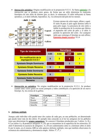 5
• Interacción epistática: Origina modificación en la proporción 9:3:3:1. Se llama epistasia a la
interacción que se produce entre genes, de forma que un alelo determina la expresión
fenotípica de otro alelo de distinto gen, es decir, lo enmascara. El alelo influyente se llama
epistático, y el alelo influido, hipostático. Ej.: la coloración del pelo de los ratones.
Existen ratones de color negro, albino y agutí.
El alelo B para el pelo agutí domina sobre b
para pelo negro. La presencia de otro alelo a
inhibe la producción de la enzima que fabrica
el pigmento del color de pelo y el alelo A
permite la aparición del color. Así cualquier
ratón que contenga el fenotipo aa será albino:
Epistasia simple recesiva: 9:3:4
Genotipos
Tipo de interacción
A-B- A-bb aaB- aabb
Sin modificación de la
segregación 9:3:3:1
9 3 3 1
Epistasia Simple Dominante 12 3 1
Epistasia Simple Recesiva 9 3 4
Epistasia Doble Dominante 15 1
Epistasia Doble Recesiva 9 7
Epistasia Doble Dominante-
Recesiva
13 3
• Interacción no epistática: No origina modificación en la proporción 9:3:3:1. Se produce
cuando entre varios genes no existe jerarquía y todos contribuyen a la aparición de un nuevo
fenotipo. Ej. las crestas de la gallina.
Fenotipos Genotipos Frecuencia
Nuez R_P_ 9/16
Roseta R_pp 3/16
Guisante rrP_ 3/16
Sencilla rrpp 1/16
6. Alelismo múltiple
Aunque cada individuo sólo puede tener dos copias de cada gen, en una población, un determinado
gen puede tener más de dos alelos. El ejemplo más conocido es el de los antígenos de los glóbulos
rojos que determinan los grupos sanguíneos. Se conocen 4 fenotipos producidos por 3 alelos: A, B y
0. Los alelos A y B producen antígenos A y B, que se encuentran en la superficie de los eritrocitos. El
alelo 0 determina la ausencia de antígenos. A y B son codominantes entre sí y dominan sobre el alelo
0, por lo tanto, en el sistema AB0 no sólo aparece alelismo múltiple, sino que también observamos la
existencia de codominancia y dominancia simple. Alelos: IA
, IB
, i.
 