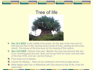 Tree of life Rev 22:2 WEB   in the middle of its street. On this side of the river and on that was the tree of life, bearing twelve kinds of fruits, yielding its fruit every month. The leaves of the tree were for the healing of the nations. Gen 3:22 WEB   Yahweh God said, "Behold, the man has become like one of us, knowing good and evil. Now, lest he put forth his hand, and also take of the tree of life, and eat, and live forever..." Fruit never out of season.  Leaves for healing. – Many of our medicines come from jungle leaves. Bible begins with man in fellowship with God around a tree of life; ends the same way! 