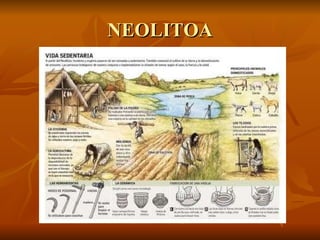 NEOLITOA 
