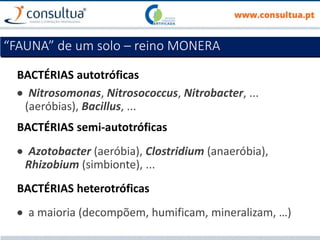 BACTÉRIAS autotróficas
 Nitrosomonas, Nitrosococcus, Nitrobacter, ...
(aeróbias), Bacillus, ...
BACTÉRIAS semi-autotróficas
 Azotobacter (aeróbia), Clostridium (anaeróbia),
Rhizobium (simbionte), ...
BACTÉRIAS heterotróficas
 a maioria (decompõem, humificam, mineralizam, …)
“FAUNA” de um solo – reino MONERA
 