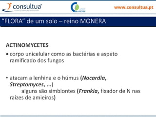ACTINOMYCETES
 corpo unicelular como as bactérias e aspeto
ramificado dos fungos
• atacam a lenhina e o húmus (Nocardia,
Streptomyces, ...)
alguns são simbiontes (Frankia, fixador de N nas
raízes de amieiros)
“FLORA” de um solo – reino MONERA
 