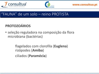 PROTOZOÁRIOS
• seleção reguladora na composição da flora
microbiana (bactérias)
flagelados com clorofila (Euglena)
rizópodes (Amiba)
ciliados (Paramécia)
“FAUNA” de um solo – reino PROTISTA
 