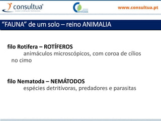 filo Rotifera – ROTÍFEROS
animáculos microscópicos, com coroa de cílios
no cimo
filo Nematoda – NEMÁTODOS
espécies detritívoras, predadores e parasitas
“FAUNA” de um solo – reino ANIMALIA
 