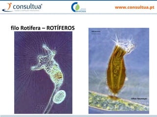 filo Rotifera – ROTÍFEROS
 