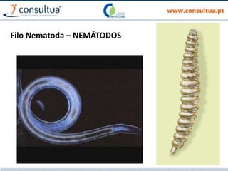 Filo Nematoda – NEMÁTODOS
 