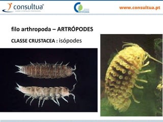 filo arthropoda – ARTRÓPODES
CLASSE CRUSTACEA : isópodes
 