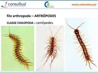 filo arthropoda – ARTRÓPODES
CLASSE CHILOPODA : centípedes
 