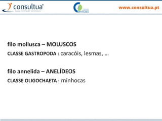 filo mollusca – MOLUSCOS
CLASSE GASTROPODA : caracóis, lesmas, …
filo annelida – ANELÍDEOS
CLASSE OLIGOCHAETA : minhocas
 