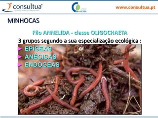 MINHOCAS
Filo ANNELIDA - classe OLIGOCHAETA
3 grupos segundo a sua especialização ecológica :
► EPÍGEAS
► ANÉCICAS
► ENDÓGEAS
 