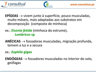 EPÍGEAS  vivem junto à superfície, pouco musculadas,
muito móveis, mais adaptadas aos substratos em
decomposição (composto de minhoca)
ex.: Eisenia fetida (minhoca do estrume),
Lumbricus sp
ANÉCICAS  fossadoras musculadas, migração profunda,
temem a luz e a secura
ex.: Eophila gigas
ENDÓGEAS  fossadoras musculadas no interior do solo,
geófagas
 