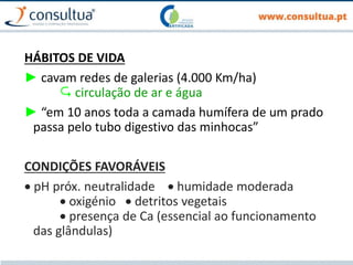 HÁBITOS DE VIDA
► cavam redes de galerias (4.000 Km/ha)
 circulação de ar e água
► “em 10 anos toda a camada humífera de um prado
passa pelo tubo digestivo das minhocas”
CONDIÇÕES FAVORÁVEIS
 pH próx. neutralidade  humidade moderada
 oxigénio  detritos vegetais
 presença de Ca (essencial ao funcionamento
das glândulas)
 