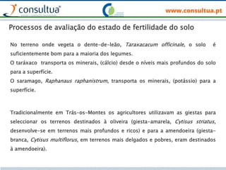 No terreno onde vegeta o dente-de-leão, Taraxacacum officinale, o solo é
suficientemente bom para a maioria dos legumes.
O taráxaco transporta os minerais, (cálcio) desde o níveis mais profundos do solo
para a superfície.
O saramago, Raphanaus raphanistrum, transporta os minerais, (potássio) para a
superfície.
Tradicionalmente em Trás-os-Montes os agricultores utilizavam as giestas para
seleccionar os terrenos destinados à oliveira (giesta-amarela, Cytisus striatus,
desenvolve-se em terrenos mais profundos e ricos) e para a amendoeira (giesta-
branca, Cytisus multiflorus, em terrenos mais delgados e pobres, eram destinados
à amendoeira).
Processos de avaliação do estado de fertilidade do solo
 