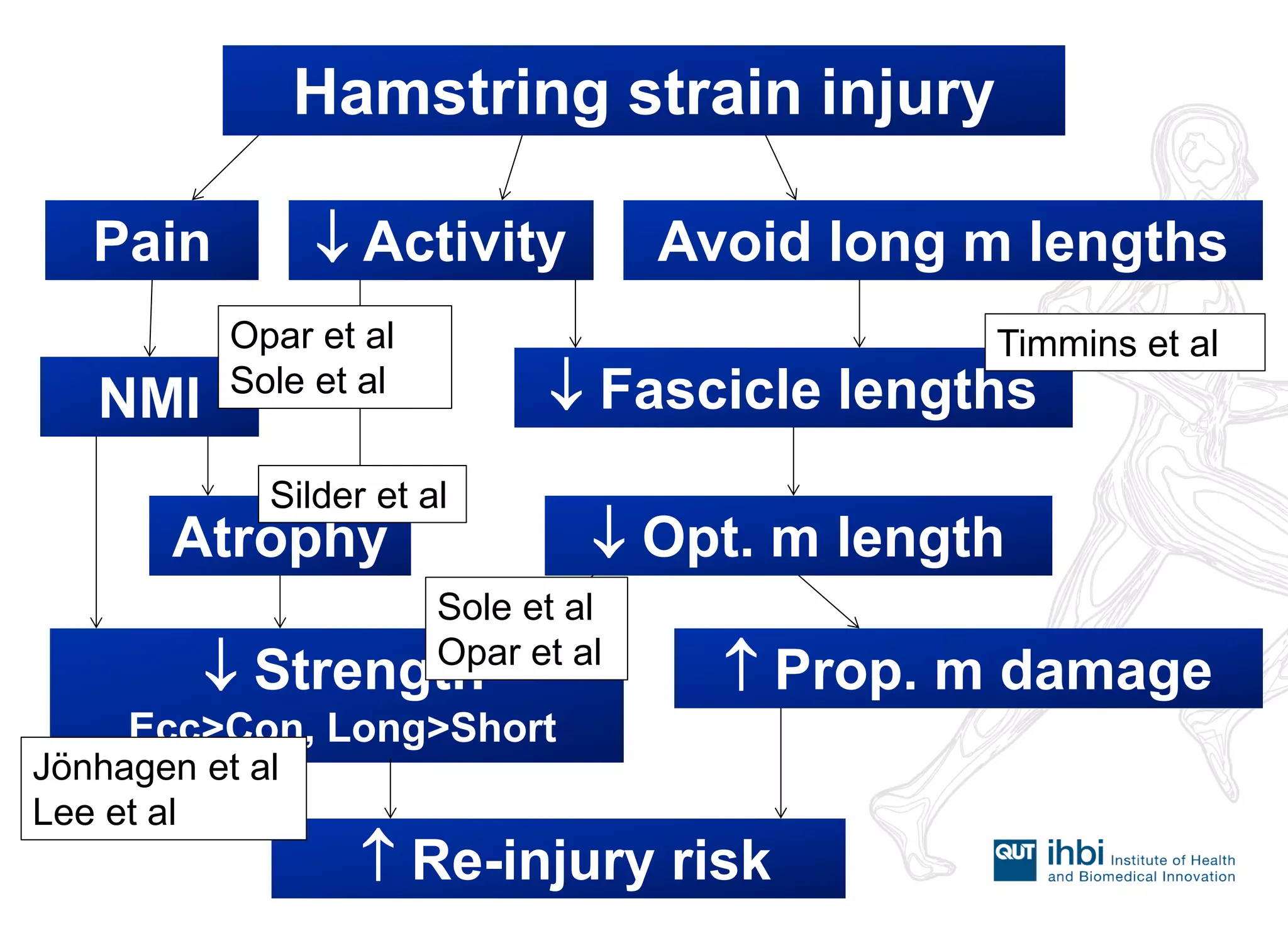 Hamstring strain injury 
Pain 
Avoid long m lengths 
 Activity 
NMI 
Atrophy 
 Fascicle lengths 
 Opt. m length 
 Strength Ecc>Con, Long>Short 
 Prop. m damage 
 Re-injury risk 
Opar et al 
Sole et al 
Timmins et al 
Silder et al 
Sole et al 
Opar et al 
Jönhagen et al Lee et al  