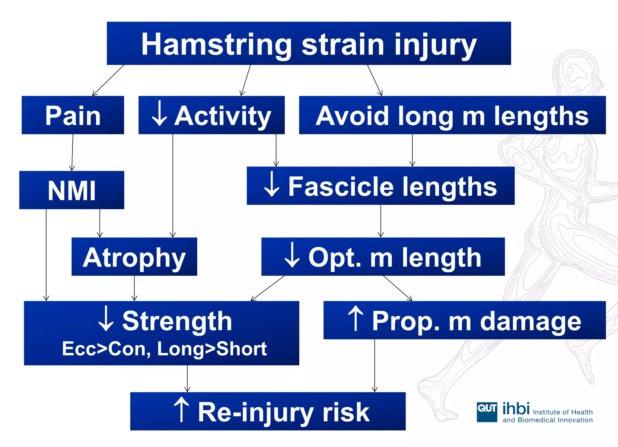 Hamstring strain injury 
Pain 
Avoid long m lengths 
 Activity 
NMI 
Atrophy 
 Fascicle lengths 
 Opt. m length 
 Strength Ecc>Con, Long>Short 
 Prop. m damage 
 Re-injury risk  