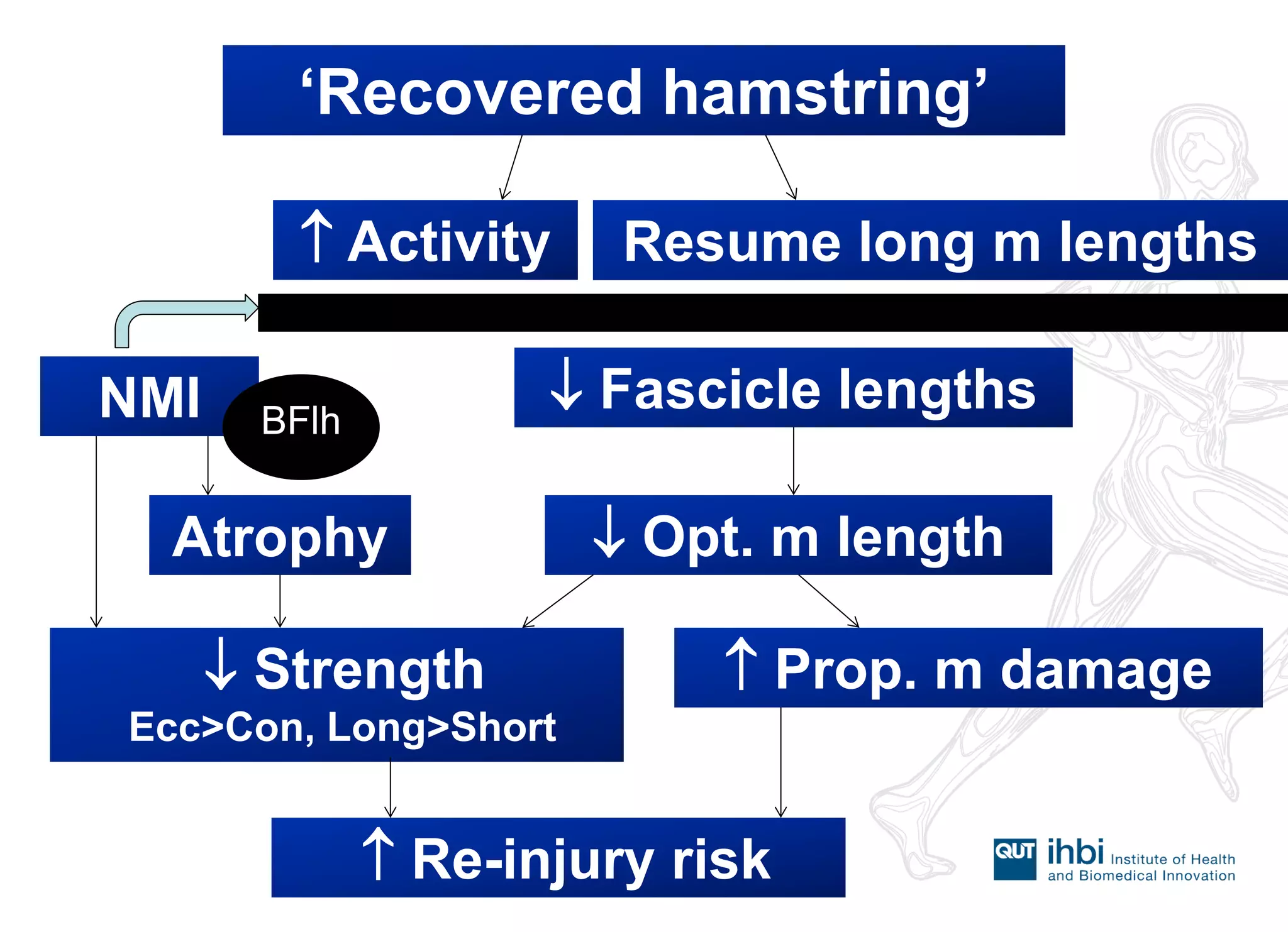 ‘Recovered hamstring’ 
Resume long m lengths 
 Activity 
NMI 
Atrophy 
 Fascicle lengths 
 Opt. m length 
 Strength 
Ecc>Con, Long>Short 
 Prop. m damage 
 Re-injury risk 
BFlh  