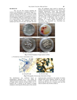 13 isolation and identification of endophytic fungi from 13 ijtas 93 ...