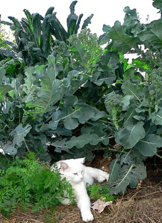 13) kitty inbroccoli