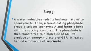 Step 5
•A water molecule sheds its hydrogen atoms to
coenzyme A. Then, a free-floating phosphate
group displaces coenzyme A and forms a bond
with the succinyl complex. The phosphate is
then transferred to a molecule of GDP to
produce an energy molecule of GTP. It leaves
behind a molecule of succinate.
 
