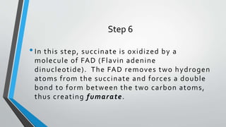 Step 6
•In this step, succinate is oxidized by a
molecule of FAD (Flavin adenine
dinucleotide). The FAD removes two hydrogen
atoms from the succinate and forces a double
bond to form between the two carbon atoms,
thus creating fumarate.
 