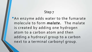 Step 7
•An enzyme adds water to the fumarate
molecule to form malate. The malate
is created by adding one hydrogen
atom to a carbon atom and then
adding a hydroxyl group to a carbon
next to a terminal carbonyl group.
 