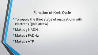 13 kreb cycle