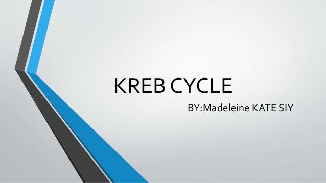 13 kreb cycle