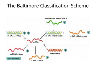 Comprehensive Overview of Viral Replication Mechanisms and Baltimore ...