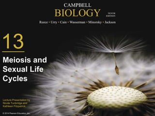 CAMPBELL 
BIOLOGY 
Reece • Urry • Cain •Wasserman • Minorsky • Jackson 
© 2014 Pearson Education, Inc. 
TENTH 
EDITION 
13 
Meiosis and 
Sexual Life 
Cycles 
Lecture Presentation by 
Nicole Tunbridge and 
Kathleen Fitzpatrick 
 