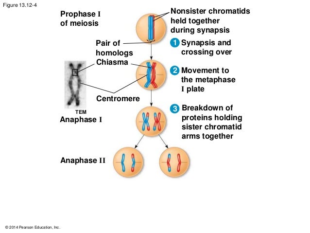 crossing over during prophase i results in