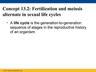 Ch 13: Meiosis and Sexual Life Cycles | PPT