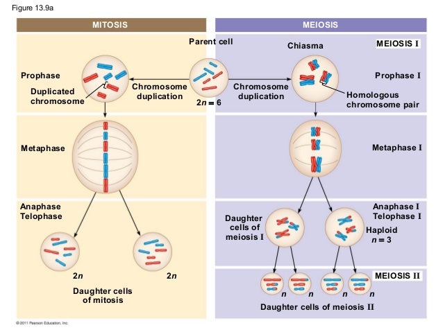 2n 6 meiosis diagram ch 13 meiosis and sexual cycles 2n 6 meiosis diagram ch 13 meiosis and sexual cycles