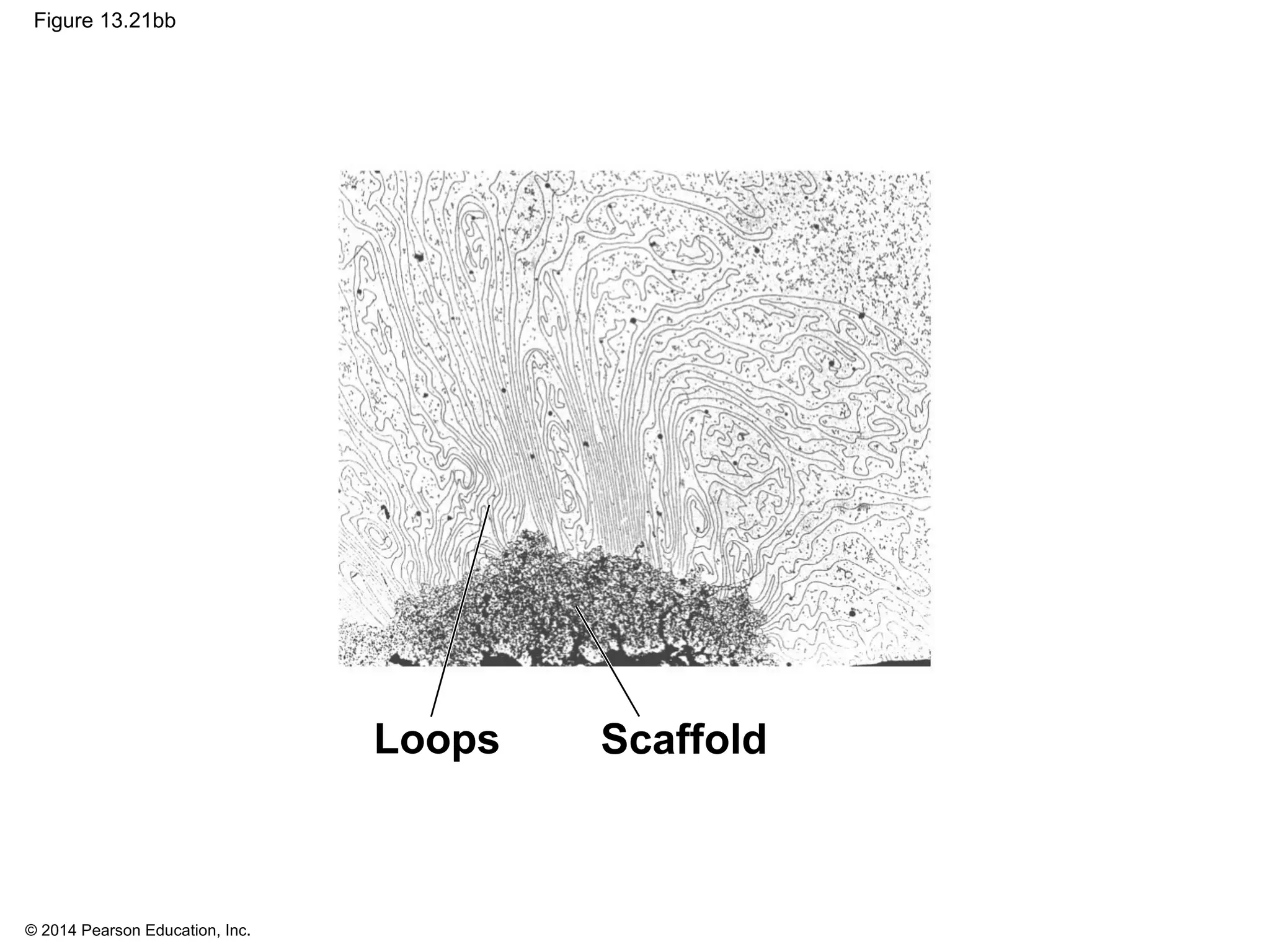 © 2014 Pearson Education, Inc.
Figure 13.21bb
Loops Scaffold
 