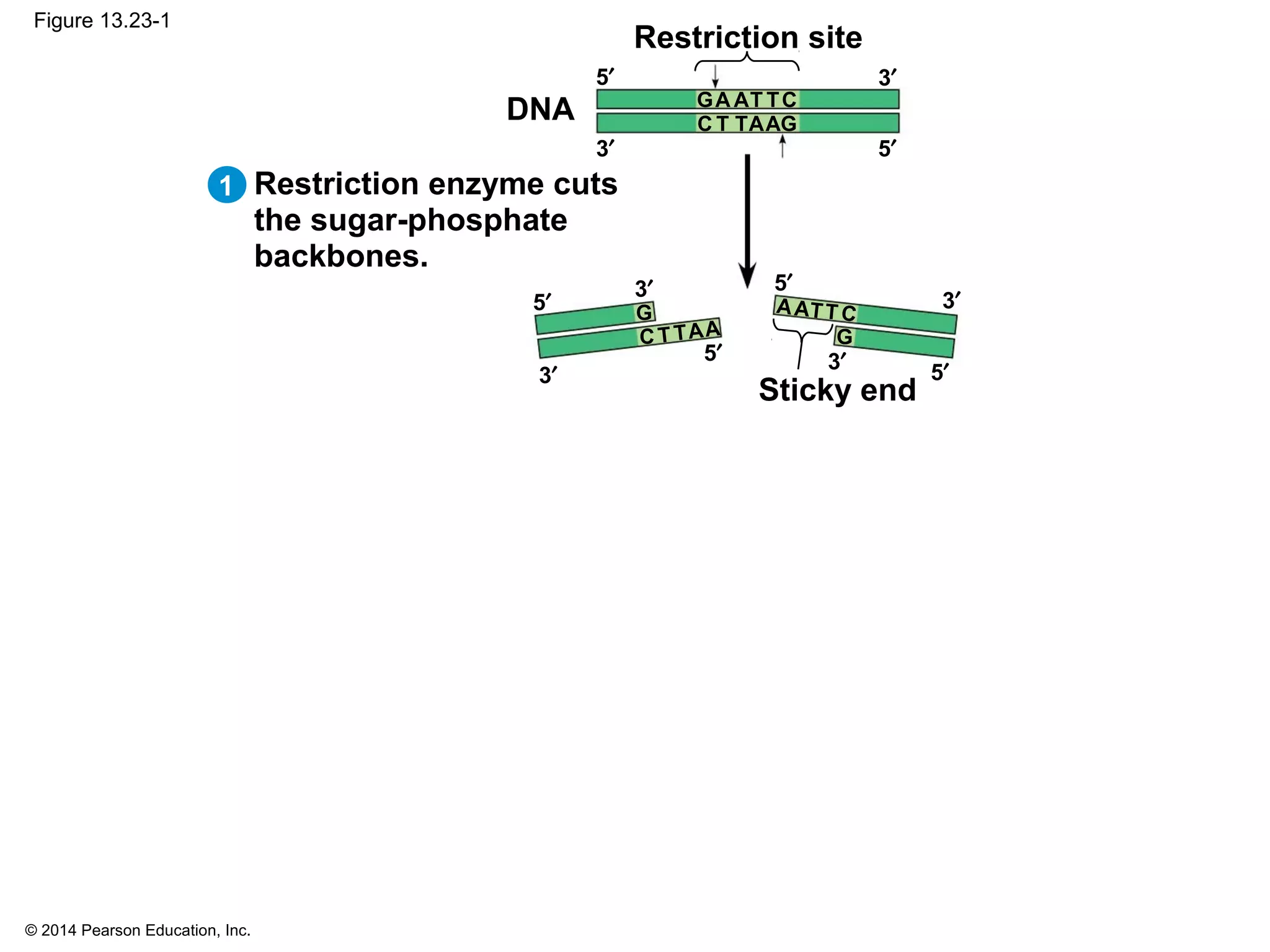 © 2014 Pearson Education, Inc.
Figure 13.23-1
Restriction enzyme cuts
the sugar-phosphate
backbones.
3′
5′
Restriction site
DNA
3′
5′
Sticky end
3′
5′
3′
5′ 3′
5′
3′
5′
G
GC
CA
TT
A
A
TT
A
G
GC
CA
TT
A
A
TT
A
1
 