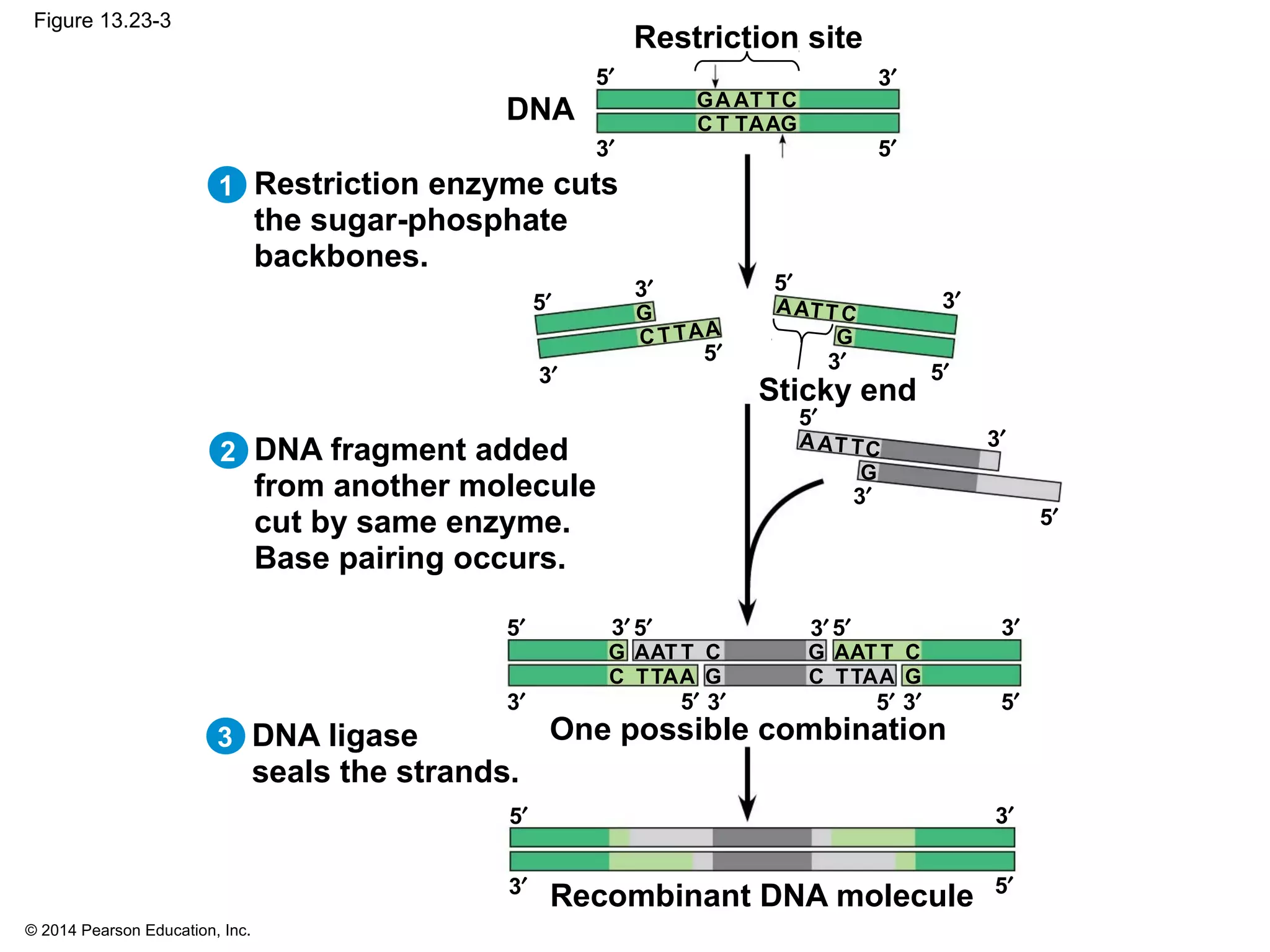 © 2014 Pearson Education, Inc.
Figure 13.23-3
Restriction enzyme cuts
the sugar-phosphate
backbones.
3′
5′
DNA
3′
5′
DNA fragment added
from another molecule
cut by same enzyme.
Base pairing occurs.
DNA ligase
seals the strands.
Sticky end
One possible combination
Recombinant DNA molecule
3′
5′
3′
5′ 3′
5′
3′
5′
3′
5′
3′
5′
3′5′
3′
5′3′
5′ 3′
5′
3′5′
3′
5′
3′
5′ 3′
5′
G
CAA TT
G
GC
CA
TT
A
A
TT
A
G
GC
CA
TT
A
A
TT
A
1
2
3
Restriction site
G
GC
CA
TT
A
A
TT
A
G
GC
CA
TT
A
A
TT
A
 