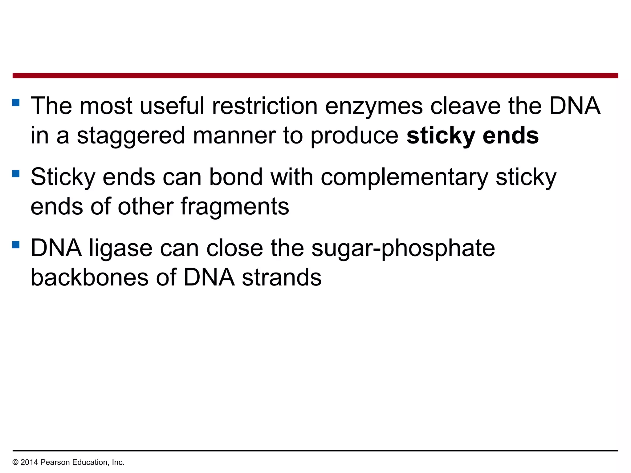 © 2014 Pearson Education, Inc.
 The most useful restriction enzymes cleave the DNA
in a staggered manner to produce sticky ends
 Sticky ends can bond with complementary sticky
ends of other fragments
 DNA ligase can close the sugar-phosphate
backbones of DNA strands
 