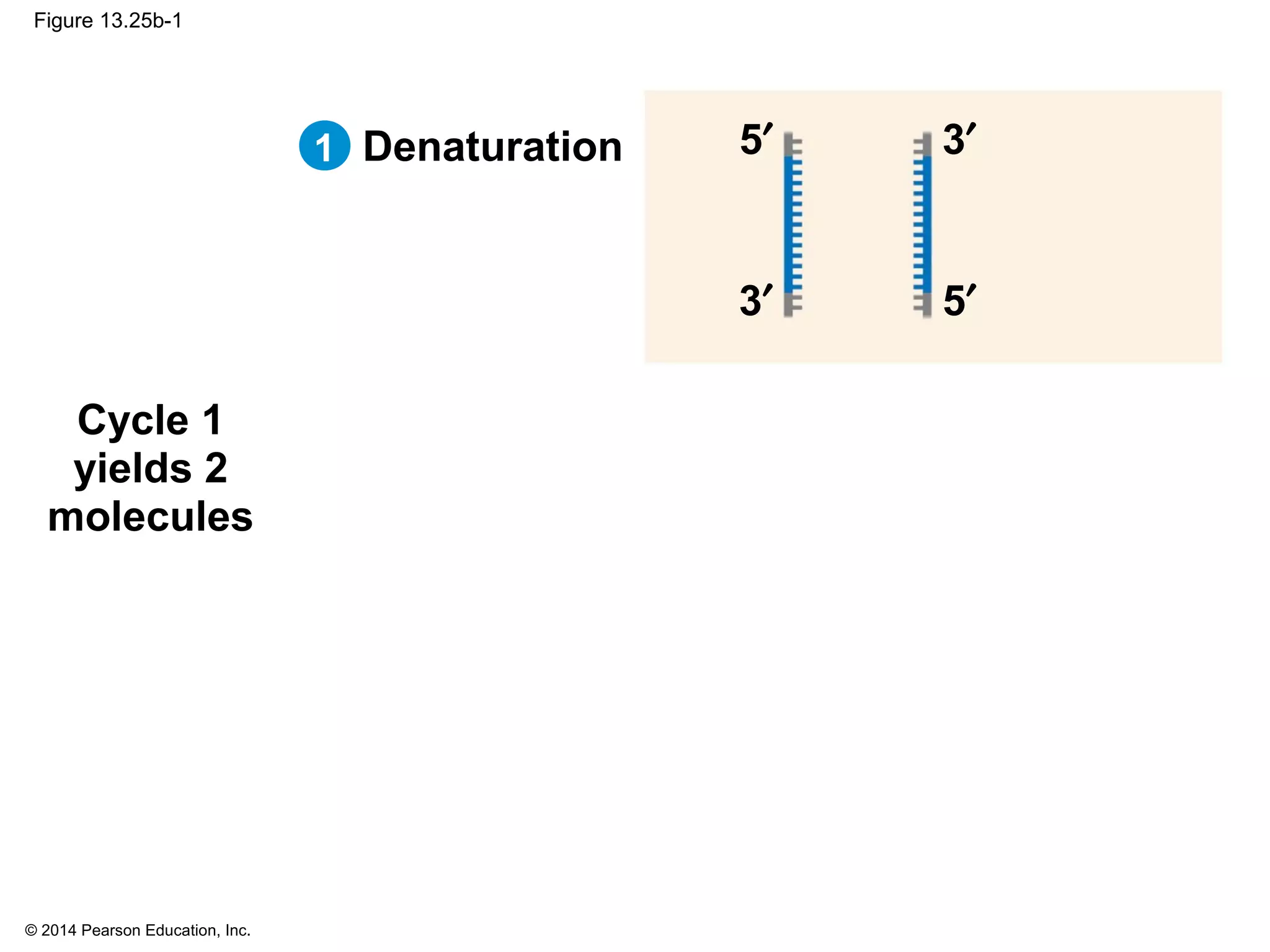 © 2014 Pearson Education, Inc.
Figure 13.25b-1
Cycle 1
yields 2
molecules
Denaturation
3′
5′ 3′
5′
1
 