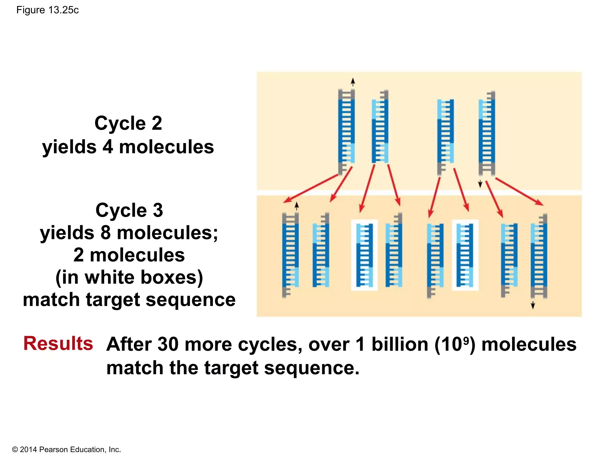 © 2014 Pearson Education, Inc.
Figure 13.25c
Cycle 2
yields 4 molecules
Cycle 3
yields 8 molecules;
2 molecules
(in white boxes)
match target sequence
Results After 30 more cycles, over 1 billion (109
) molecules
match the target sequence.
 