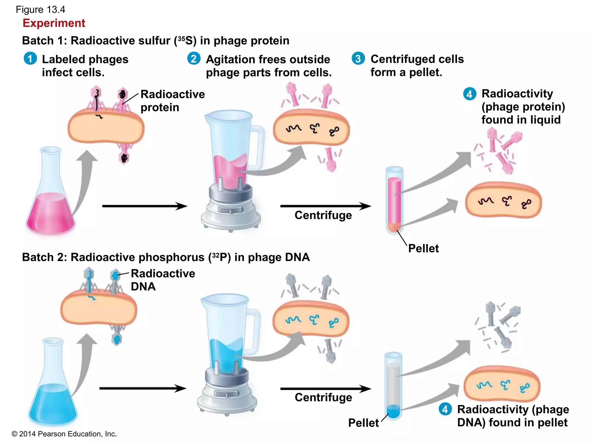 © 2014 Pearson Education, Inc.
Figure 13.4
Labeled phages
infect cells.
Batch 1: Radioactive sulfur (35
S) in phage protein
Experiment
Agitation frees outside
phage parts from cells.
Centrifuged cells
form a pellet.
Radioactivity
(phage protein)
found in liquid
Batch 2: Radioactive phosphorus (32
P) in phage DNA
Radioactivity (phage
DNA) found in pellet
Radioactive
protein
Radioactive
DNA
Centrifuge
Centrifuge
Pellet
Pellet
1 2 3
4
4
 