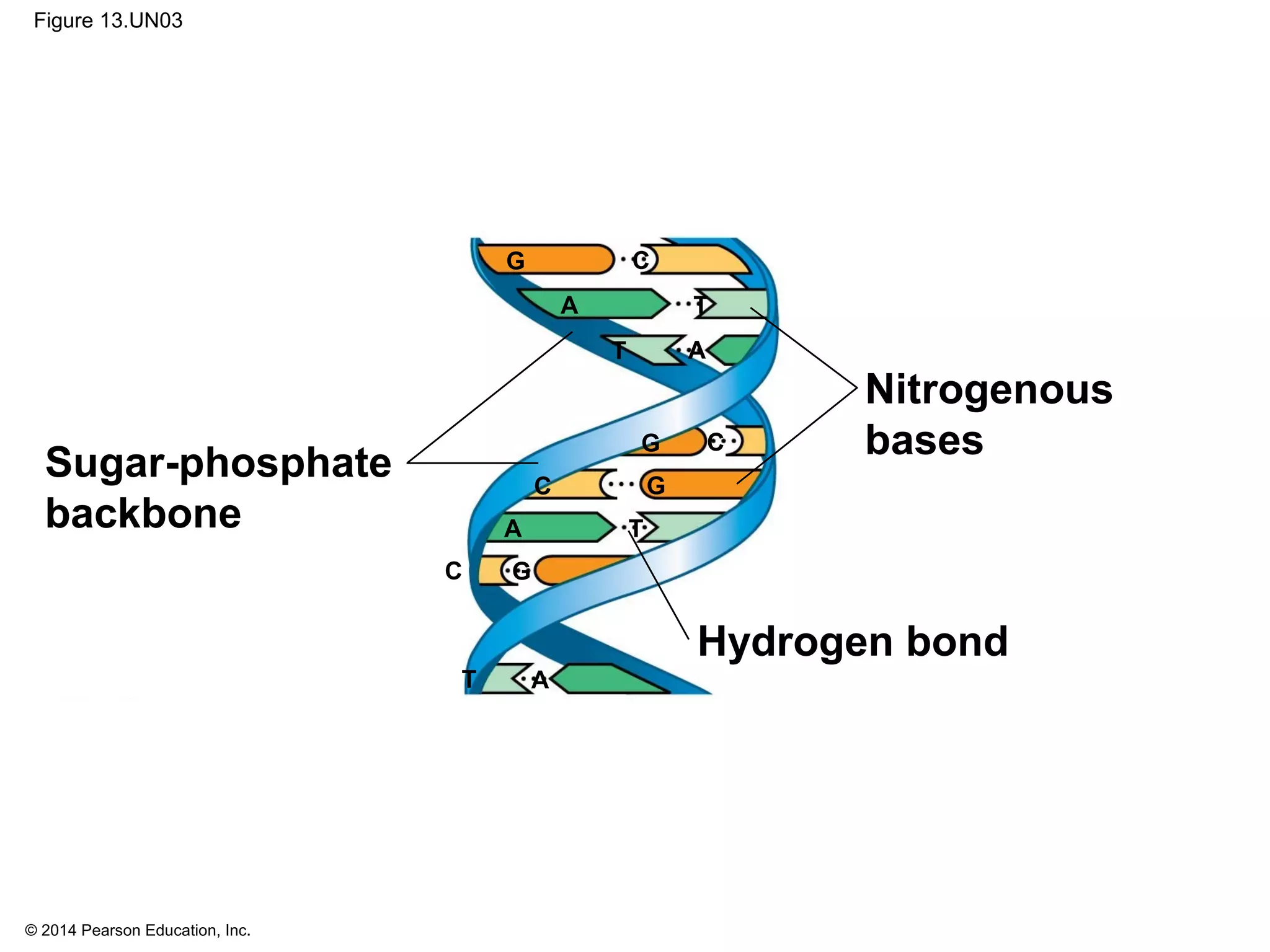 © 2014 Pearson Education, Inc.
Figure 13.UN03
Sugar-phosphate
backbone
Nitrogenous
bases
Hydrogen bond
T A
C G
C
G
T
T
TA
A
A
C
GC
G
 