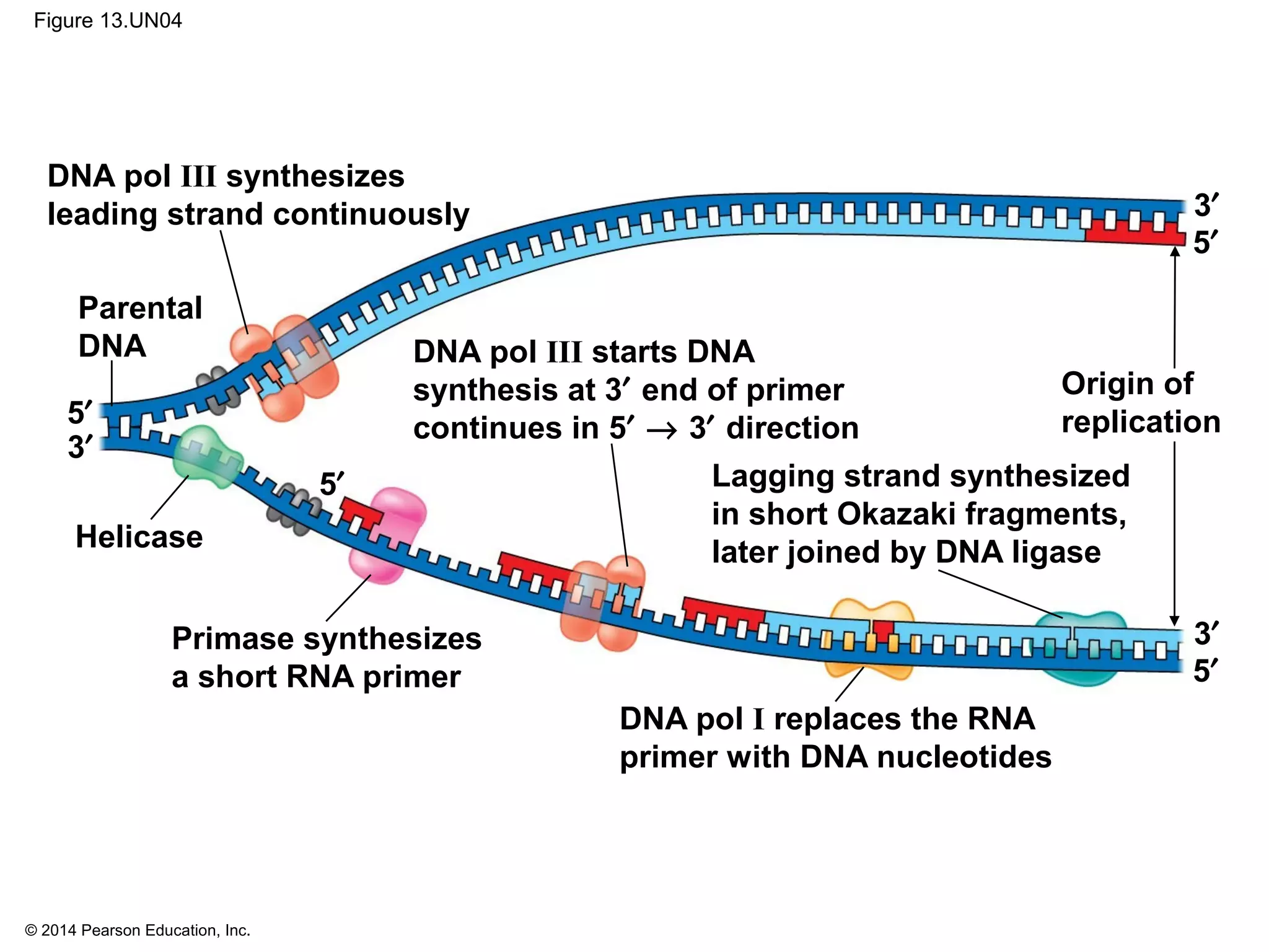 © 2014 Pearson Education, Inc.
Figure 13.UN04
3′
5′
Origin of
replication
3′
5′
Lagging strand synthesized
in short Okazaki fragments,
later joined by DNA ligase
DNA pol I replaces the RNA
primer with DNA nucleotides
Primase synthesizes
a short RNA primer
DNA pol III synthesizes
leading strand continuously
DNA pol III starts DNA
synthesis at 3′ end of primer
continues in 5′ → 3′ direction
3′
5′
5′
Parental
DNA
Helicase
 