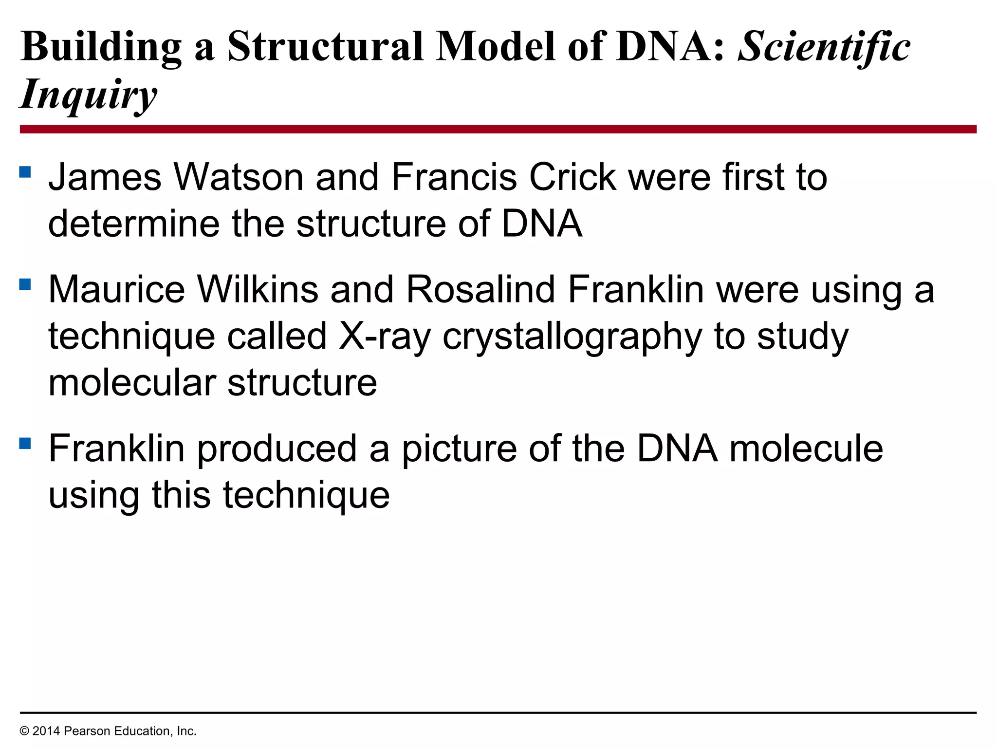 © 2014 Pearson Education, Inc.
Building a Structural Model of DNA: Scientific
Inquiry
 James Watson and Francis Crick were first to
determine the structure of DNA
 Maurice Wilkins and Rosalind Franklin were using a
technique called X-ray crystallography to study
molecular structure
 Franklin produced a picture of the DNA molecule
using this technique
 