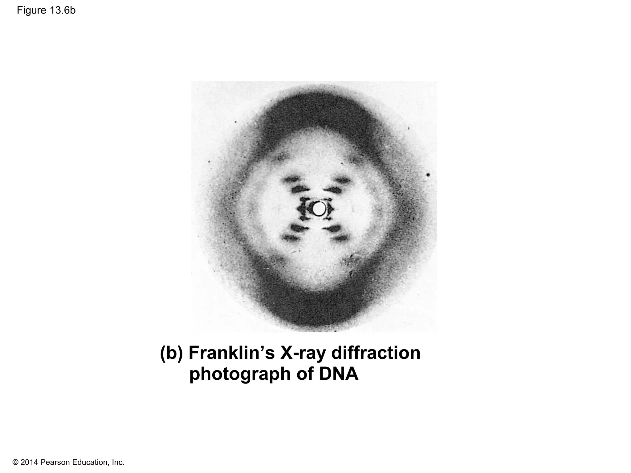 © 2014 Pearson Education, Inc.
Figure 13.6b
(b) Franklin’s X-ray diffraction
photograph of DNA
 
