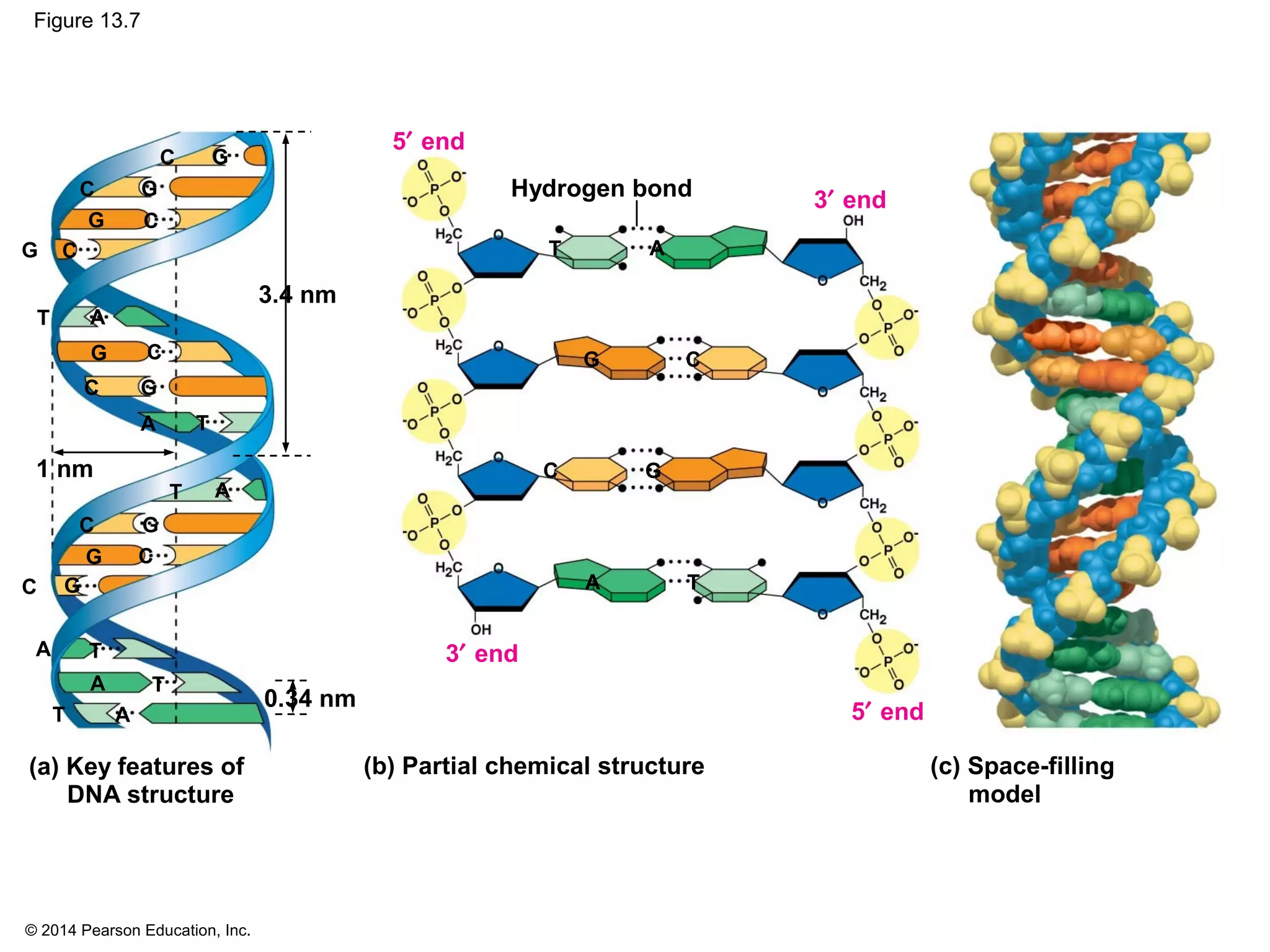 © 2014 Pearson Education, Inc.
Figure 13.7
(c) Space-filling
model
(a) Key features of
DNA structure
(b) Partial chemical structure
3′ end
5′ end
3′ end
5′ end
Hydrogen bond
T A
C G
CG
3.4 nm
TA
TA
C
G
C
G
T
A
1 nm
0.34 nm
T
A T
A
C
G
C G
C
G
C
G
T A
T A
CG
C
GC
G
 