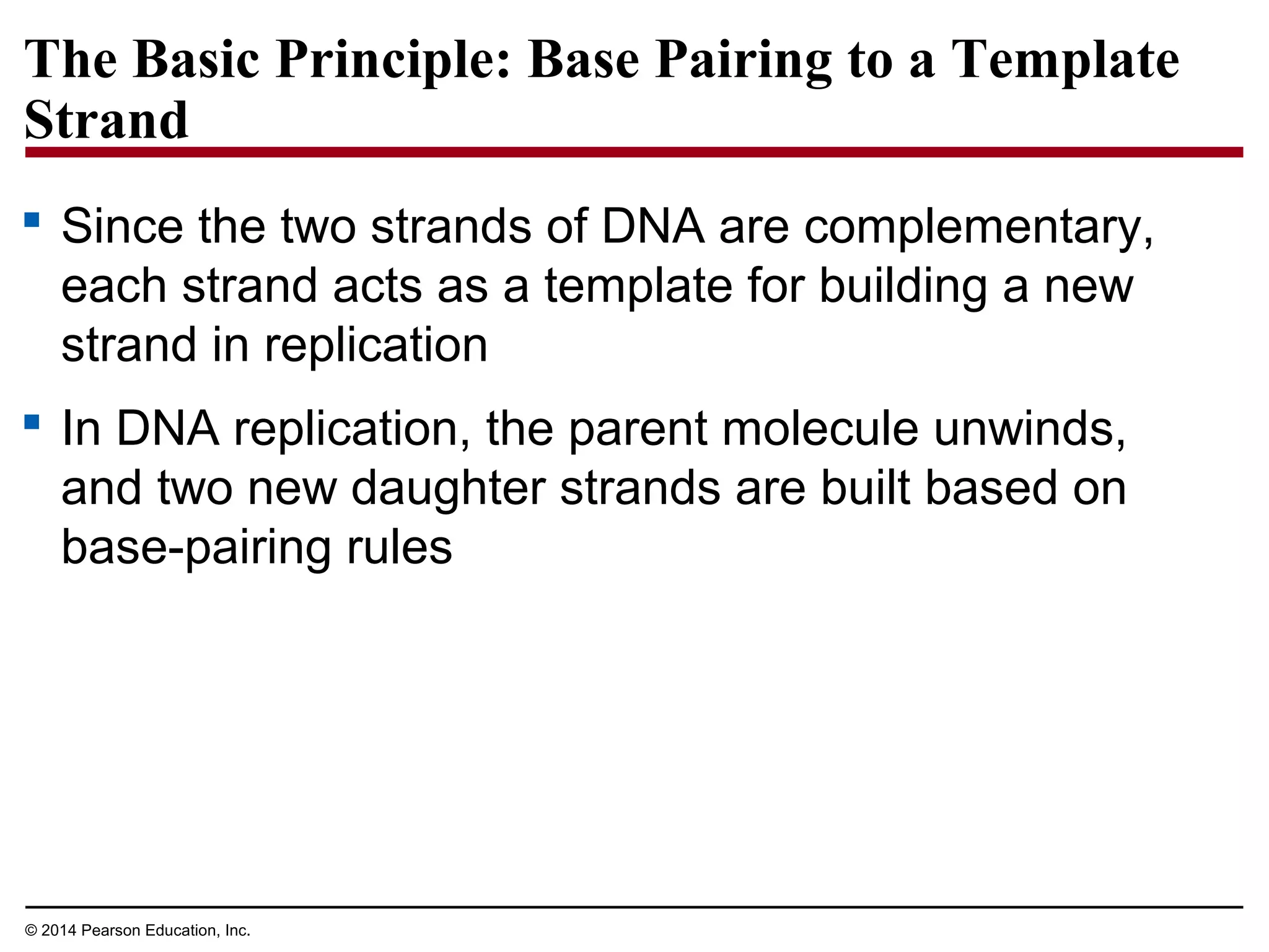 © 2014 Pearson Education, Inc.
The Basic Principle: Base Pairing to a Template
Strand
 Since the two strands of DNA are complementary,
each strand acts as a template for building a new
strand in replication
 In DNA replication, the parent molecule unwinds,
and two new daughter strands are built based on
base-pairing rules
 